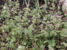 Attēlu rezultāti vaicājumam “Lamium amplexicaule”