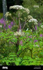 Attēlu rezultāti vaicājumam “Angelica sylvestris flower”