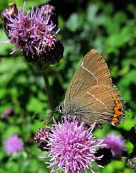 Attēlu rezultāti vaicājumam “Satyrium w-album underside”