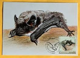 Attēlu rezultāti vaicājumam “Vespertilio murinus”