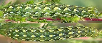 Attēlu rezultāti vaicājumam “Anarta myrtilli larva”