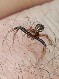 Attēlu rezultāti vaicājumam “Xysticus ulmi”