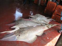 Image result for Pseudobatos lentiginosus