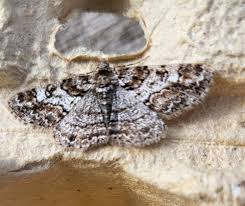 Attēlu rezultāti vaicājumam “Cleora cinctaria”