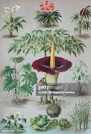Attēlu rezultāti vaicājumam “Araceae”
