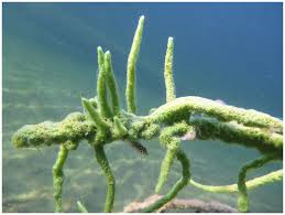 Attēlu rezultāti vaicājumam “Spongilla lacustris”