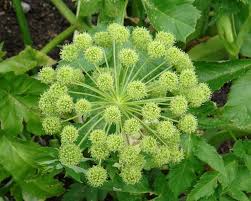Image result for Angelica archangelica