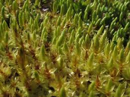 Attēlu rezultāti vaicājumam “Bryum schleicheri”