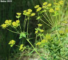 Attēlu rezultāti vaicājumam “Euphorbia virgata flower”