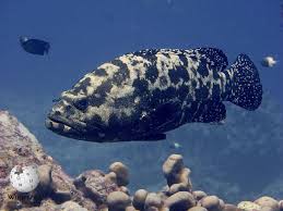 Image result for Epinephelus andersoni