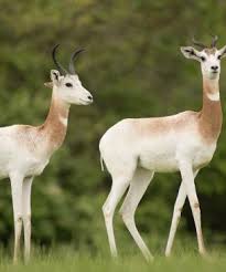 Attēlu rezultāti vaicājumam “Dama dama”