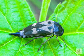 Attēlu rezultāti vaicājumam “Mordellidae”