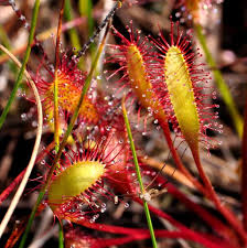 Attēlu rezultāti vaicājumam “Drosera anglica fruit”