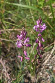 Attēlu rezultāti vaicājumam “Polygala vulgaris leaf”