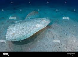 Image result for Gymnura altavela