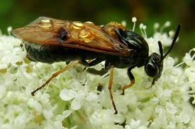 Attēlu rezultāti vaicājumam “Arge ustulata”