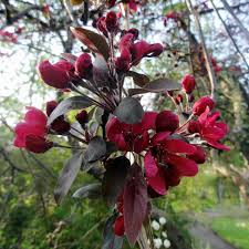 Attēlu rezultāti vaicājumam “Malus purpurea”
