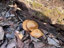 Attēlu rezultāti vaicājumam “Ophiostoma polyporicola”