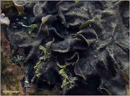 Attēlu rezultāti vaicājumam “Collema flaccidum”