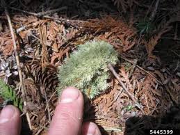 Attēlu rezultāti vaicājumam “Dicranales”