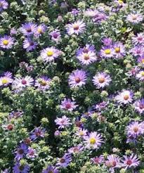 Attēlu rezultāti vaicājumam “Lophozia capitata”