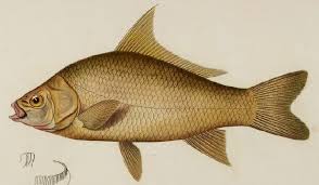 Image result for Ictiobus niger