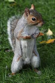 Image result for Dirleton Bowling Club