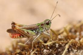 Attēlu rezultāti vaicājumam “Myrmeleotettix maculatus”