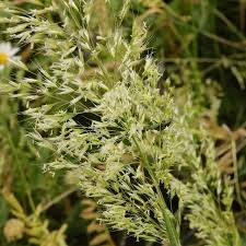 Attēlu rezultāti vaicājumam “Trisetum flavescens”