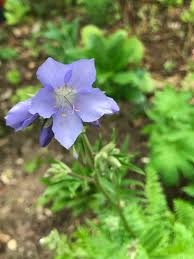 Attēlu rezultāti vaicājumam “Polemonium caeruleum flower”