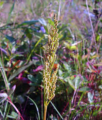 Attēlu rezultāti vaicājumam “Botrychium multifidum”