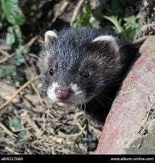 Attēlu rezultāti vaicājumam “Mustela putorius”