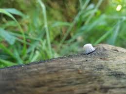 Attēlu rezultāti vaicājumam “Lycogala roseosporum sessile”