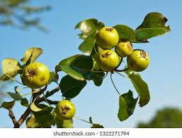 Attēlu rezultāti vaicājumam “Pyrus pyraster fruit”