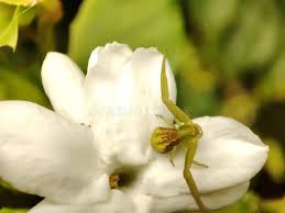 Attēlu rezultāti vaicājumam “Misumena vatia”