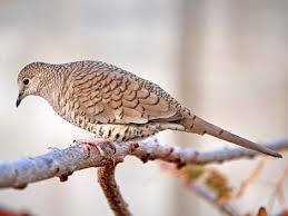 Attēlu rezultāti vaicājumam “Columbiformes”