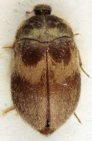 Attēlu rezultāti vaicājumam “Attagenus pellio”