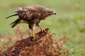 Attēlu rezultāti vaicājumam “Buteo buteo”