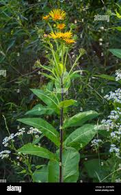 Attēlu rezultāti vaicājumam “Inula helenium leaf”