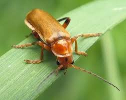 Attēlu rezultāti vaicājumam “Cantharis livida”