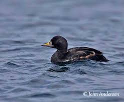 Attēlu rezultāti vaicājumam “Melanitta nigra male”