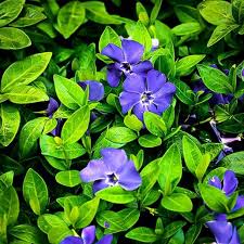 Attēlu rezultāti vaicājumam “Vinca minor leaf”
