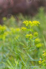 Attēlu rezultāti vaicājumam “Euphorbia virgata flower”