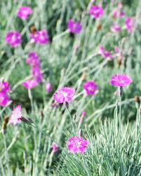 Image result for Dianthus gratianopolitanus