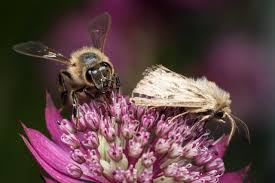 Attēlu rezultāti vaicājumam “Cerapteryx graminis”