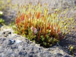 Attēlu rezultāti vaicājumam “Tortula muralis sporophyte”