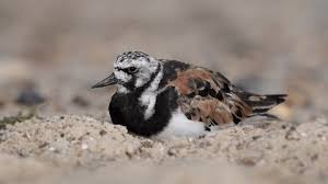 Attēlu rezultāti vaicājumam “Arenaria interpres adult”