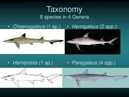 Image result for Paragaleus pectoralis