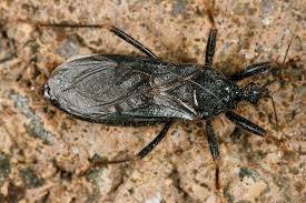 Attēlu rezultāti vaicājumam “Reduvius personatus”