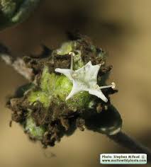 Attēlu rezultāti vaicājumam “Origanum vulgare bud”